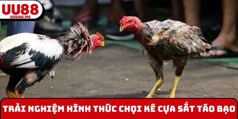 Trải nghiệm hình thức chọi kê cựa sắt táo bạo