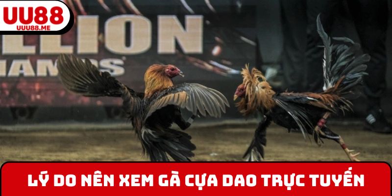 Lý do nên xem gà cựa dao trực tuyến